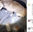 Неизвестные скинули собак в глубокий колодец в Уссурийске - Ussurbator.Ru